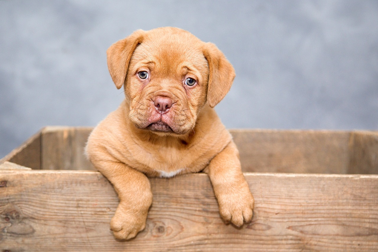 The Best Practices for Grooming Puppies